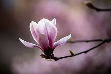 Magnolia van Candy Rothkegel / Bonbonfarben