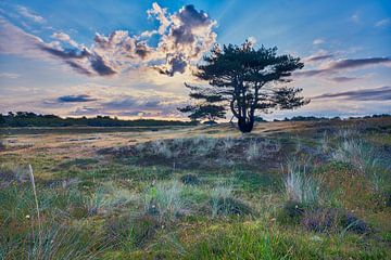 natuur en landschap van de Helderse duinen van eric van der eijk