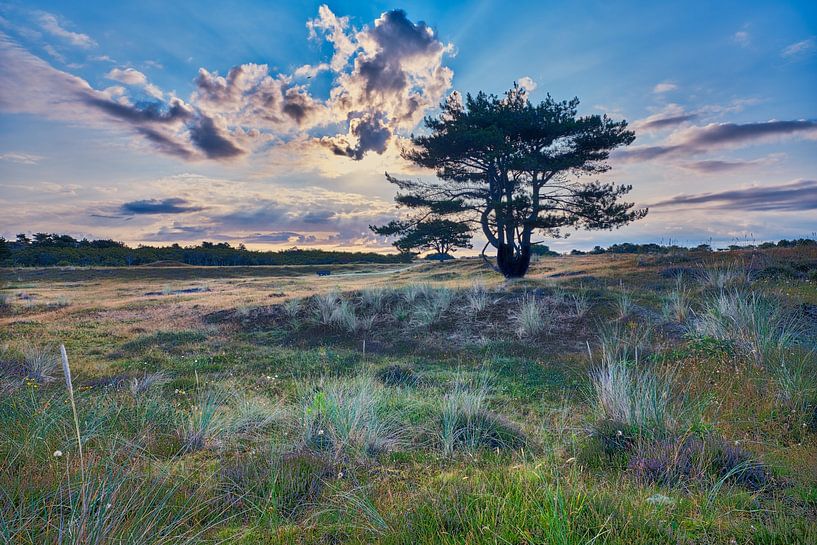 Nature and landscape of the dunes of Den Helder by eric van der eijk