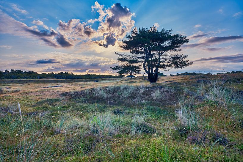 Natur und Landschaft der Helderschen Dünen von eric van der eijk