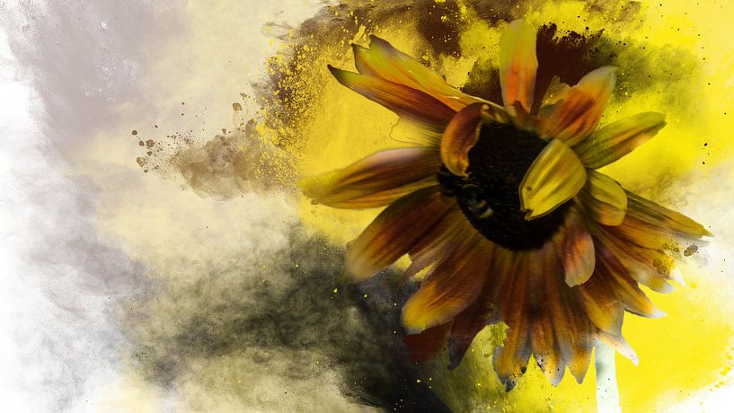 Sonnenblume von Harry Stok