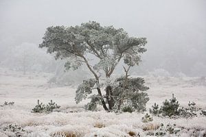 Hiver