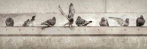 Duiven in Bad. Utrecht. Nieuw landelijk.