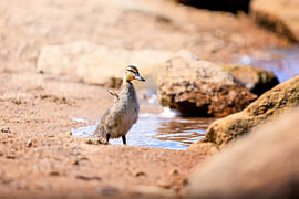 Jeune caneton de canard colvert à l'Oderteich, dans le Harz sur Niklas Voth