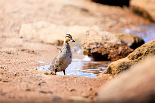 Jeune caneton de canard colvert à l'Oderteich, dans le Harz