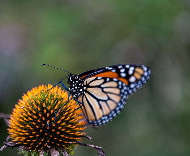 glose up butterfly, vlinder van Jessica Jongeneel