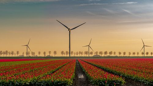 Champ de tulipes Goeree Overflakkee