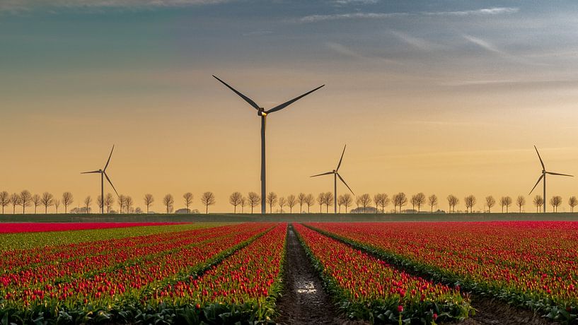 Tulip field Goeree Overflakkee by Karen de Geus