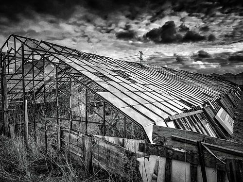 Old grape greenhouse in black and white.