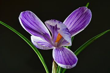 Licht in de lente van Jolanda de Jong-Jansen