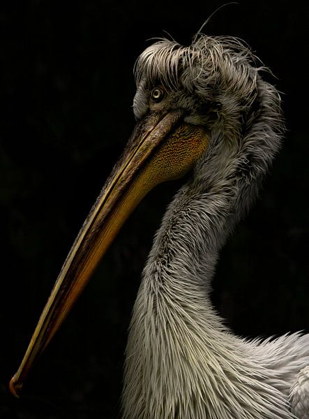 Pelecanus crispus von Wouter Van der Zwan
