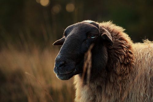 Portret van schapen in heideveld II