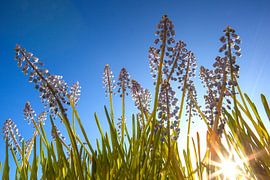 Frühling von Leo van Valkenburg