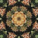 Dog Fur Kaleidoscope 2 by Dorothy Berry-Lound thumbnail