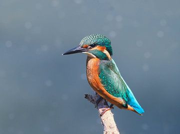 De ultieme schoonheid van de ijsvogel van Marjon Woudboer