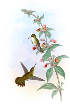 Witbreasted smaragd, John Gould van Hummingbirds