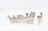 Pronghorns / Forkbucks / Forked Antelopes ( Antilocapra americana ), kleine kudde in de winter, staa van wunderbare Erde thumbnail