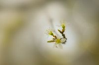 Frühlingsblüte