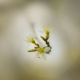 Frühlingsblüte von Nick Holland