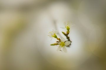 Frühlingsblüte