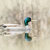 Canard avec reflet sur Jacqueline Gerhardt