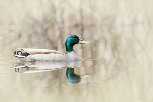 Duck with reflection