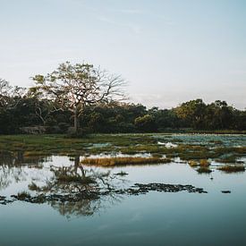 Reflectie boom in meer - Sri Lanka reisfotografie print van Freya Broos