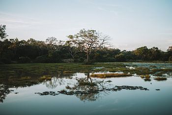 Reflexion Baum im See - Sri Lanka Reisefotografie drucken
