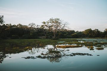 Reflectie boom in meer - Sri Lanka reisfotografie print van Freya Broos