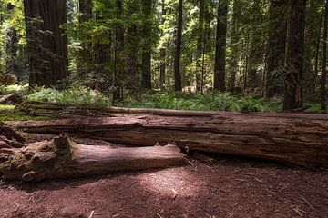 A Divine Light  - The Founders Grove