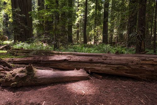 Een goddelijk licht - The Founders Grove