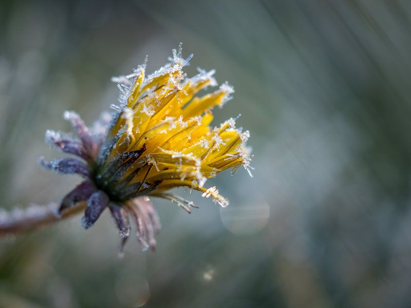 Frozen dandelion by Diane van Veen