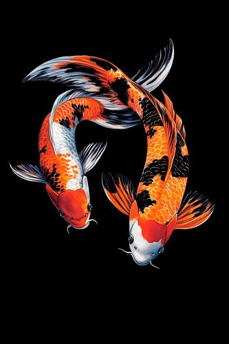 Koi fish in a lively play of colours