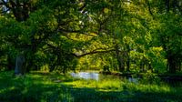 Sommermorgen im Park
