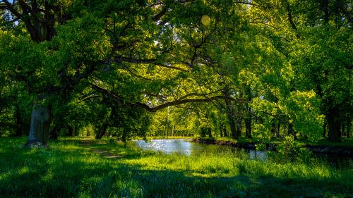 Matinée d'été dans le parc