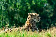Leopard am Beobachten von Ton de Koning Miniaturansicht