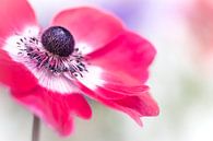 Schauen Sie mal... (Blume, Anemone) von Bob Daalder Miniaturansicht