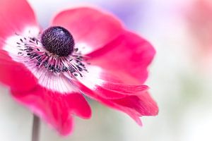 Have a look... (bloem, anemoon) van Bob Daalder