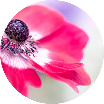 Have a look... (bloem, anemoon) van Bob Daalder