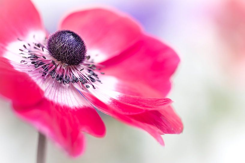 Schauen Sie mal... (Blume, Anemone) von Bob Daalder