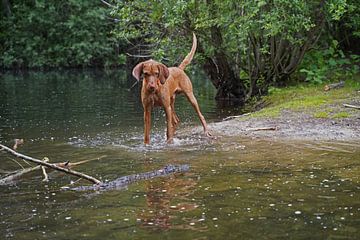 Waterspelletjes aan het meer met een bruine Magyar Vizsla draadhaar.