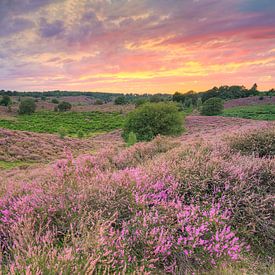 Heidebloesem in Nationaal Park Veluwezoom van Michael Valjak