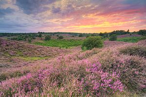 Heath blossom in the Veluwezoom National Park