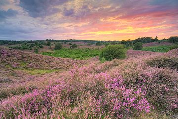 Heath blossom in the Veluwezoom National Park by Michael Valjak