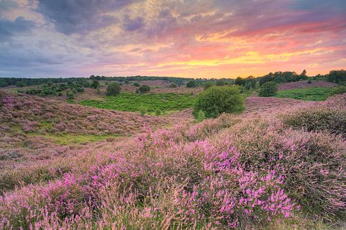 Heath blossom in the Veluwezoom National Park