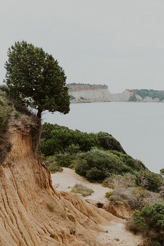 Gorges naturelles de Zakynthos - Arbre sur l'abîme