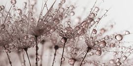 Panorama von Altrosentropfen auf einer Pusteblume von Marjolijn van den Berg