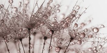 Panorama van Oudroze druppeltjes op een paardenbloem