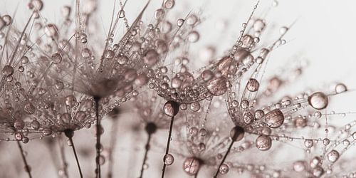 Panorama van Oudroze druppeltjes op een paardenbloem