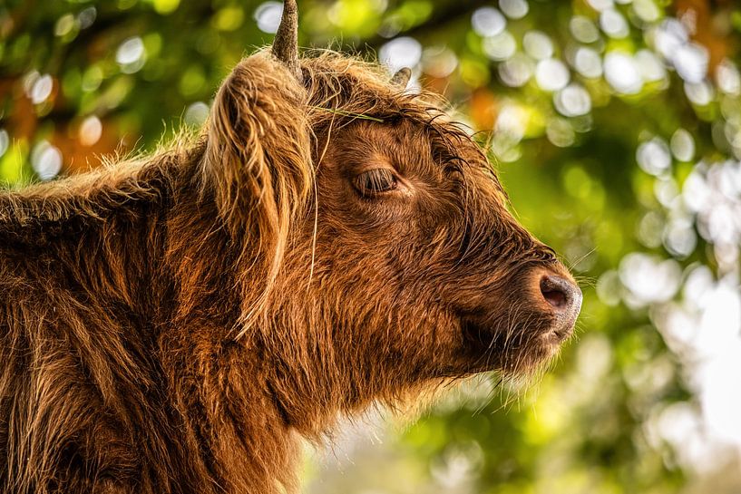 Scottish highlander by Bas Fransen